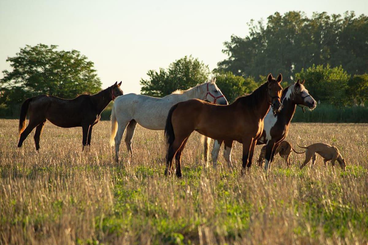 La normativa señala que el Renie utilizará el “microchip” como metodología de identificación individual obligatoria