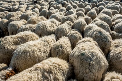 La normativa tendrá un año de vigencia