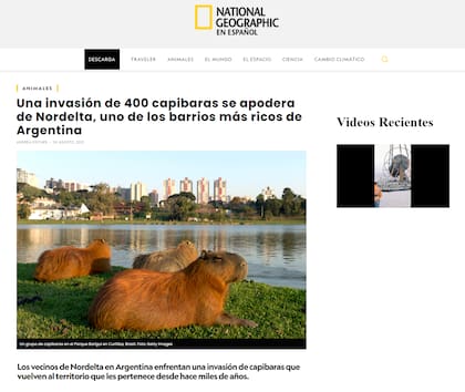 La nota de National Geographic sobre los carpinchos en Nordelta