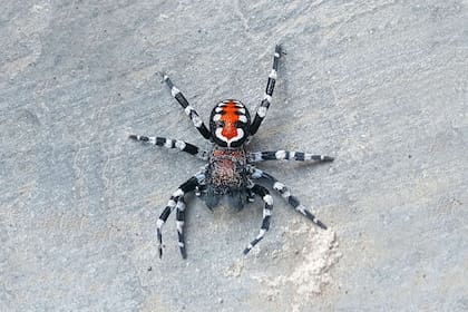 La nueva especie de araña fue descubierta en Irán