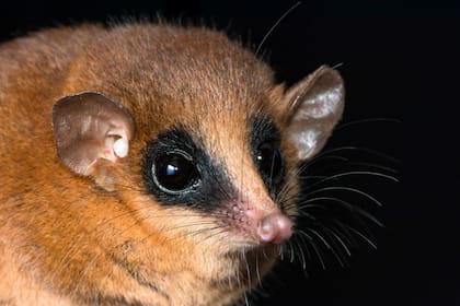 La nueva especie está emparentada con las zarigüeyas