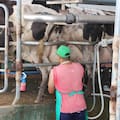 Casi tres de diez litros de leche ya salen de tambos que producen más de 10.000 litros diarios