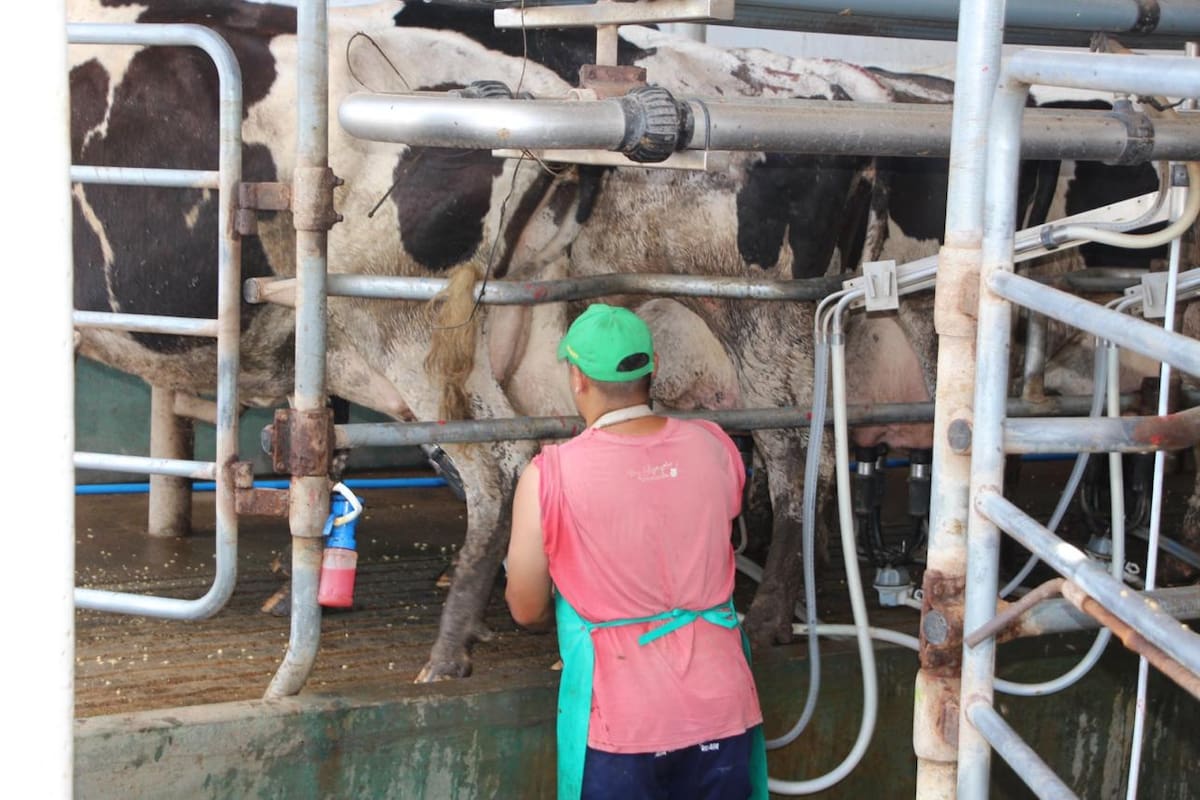 La nueva lechería: cada vez menos tambos producen una mayor parte de la leche argentina