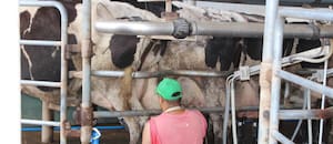 Casi tres de diez litros de leche ya salen de tambos que producen más de 10.000 litros diarios
