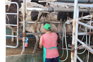 Casi tres de diez litros de leche ya salen de tambos que producen más de 10.000 litros diarios