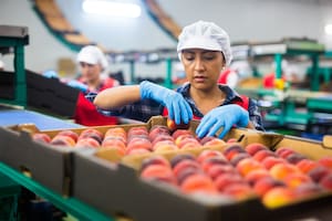 La nueva ley inmigratoria en Florida, EE.UU., castiga a quienes contraten, transporten o asistan a inmigrantes indocumentados