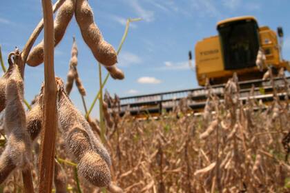 Una fábrica ofreció US$218 por tonelada de soja para fijar valor a mercadería ya recibida