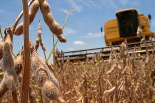 Análisis. Saldos a favor o saldos a pagar en el IVA en el sector agropecuario