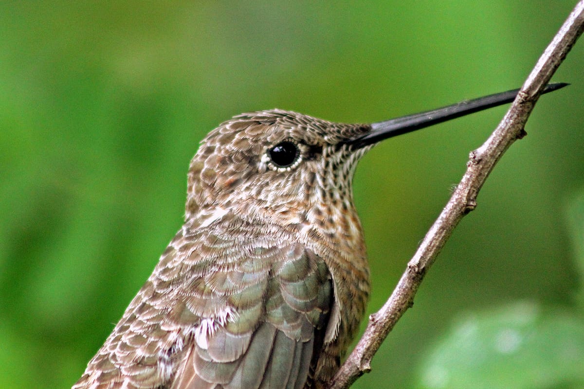 La nueva subespecie fue denominada como el Colibrí Gigante del Norte