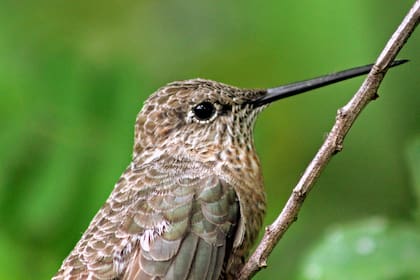 La nueva subespecie fue denominada como el Colibrí Gigante del Norte