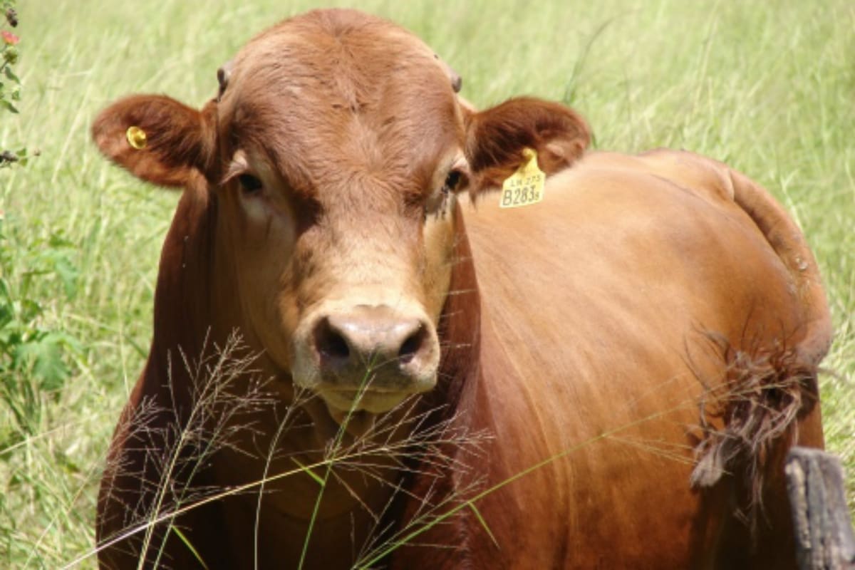 La nueva versión de la raza Criollo Doradillo Mocho