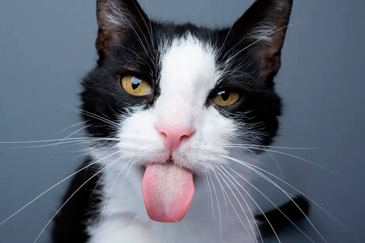 La nueva y llamativa raza de gato que nació en Finlandia y recorre el mundo