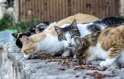 La nueva y llamativa raza de gato que nació en Finlandia y recorre el mundo