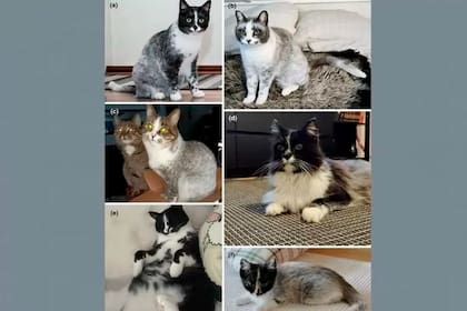 La nueva y llamativa raza de gato que nació en Finlandia y recorre el mundo