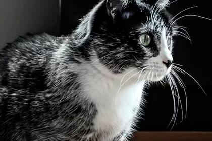 La nueva y llamativa raza de gato que nació en Finlandia y recorre el mundo