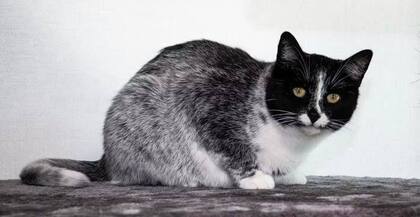 La nueva y llamativa raza de gato que nació en Finlandia y recorre el mundo