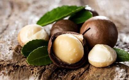 La nuez de macadamia es una gran fuente de antioxidantes