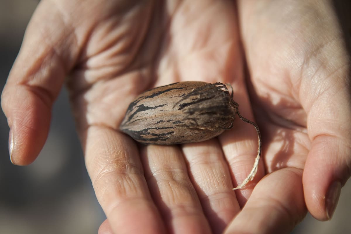 La nuez pecán cuando cayó del árbol.