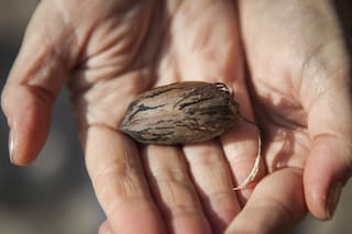 Este fruto seco ayuda a reducir el colesterol