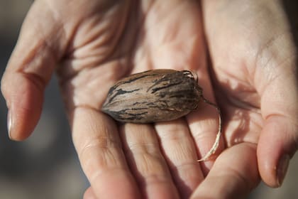 La nuez pecán cuando cayó del árbol.