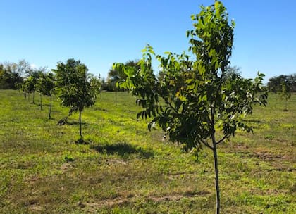 La nuez pecán es una inversión a largo plazo. “Nos enfocamos mucho en el tiempo y el proceso de las cosas, por eso con los aliados estratégicos priorizamos la visión a futuro, que nos trasciende, dejar todo listo y preparado para las nuevas generaciones. No estamos enfocados en la productividad inmediata, más allá de que lo hacemos y trabajamos para ello", dijo el cantautor