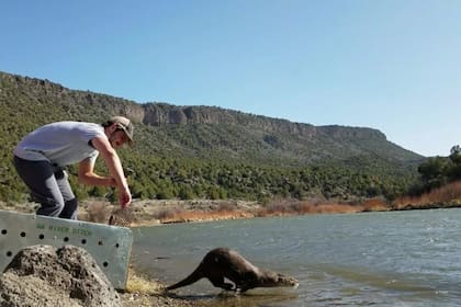 La nutria de río se volvió a ver en el Bronx después de 100 años