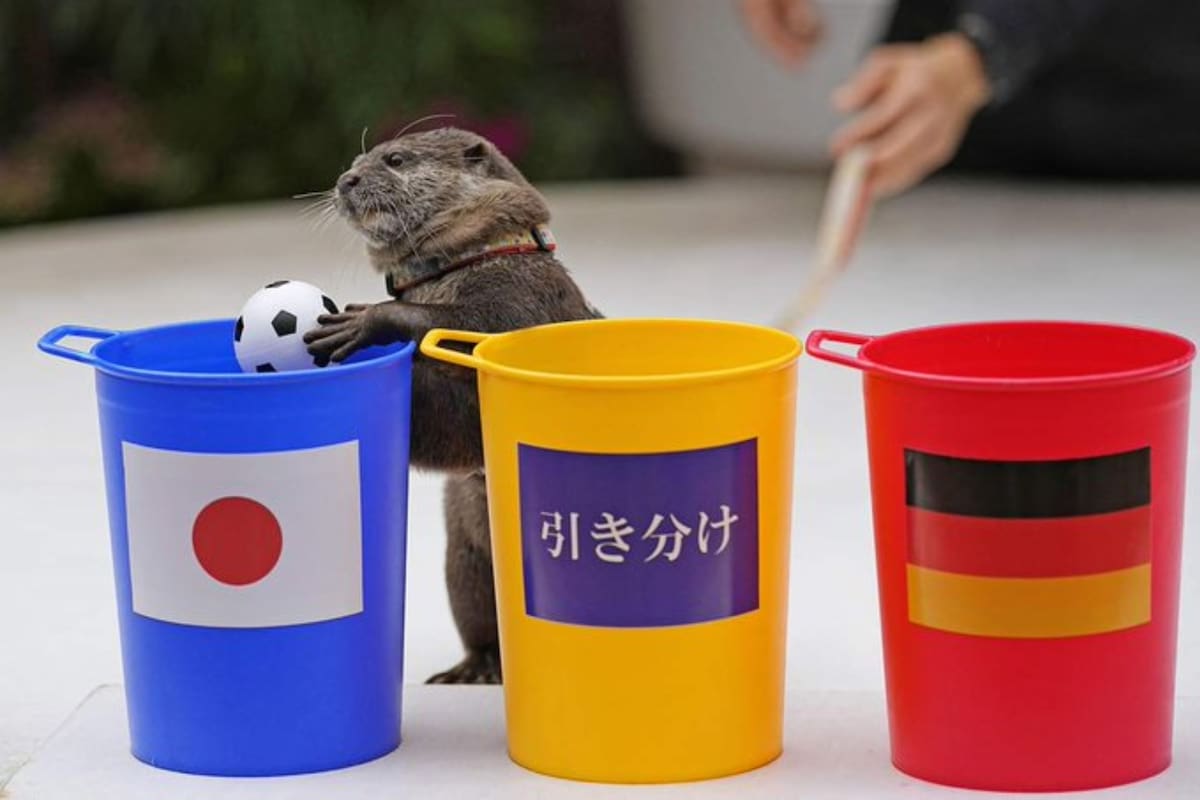 La nutria de un acuario en Tokio predijo que la selección de Japón vencería a la de Alemania en su debut en el Mundial