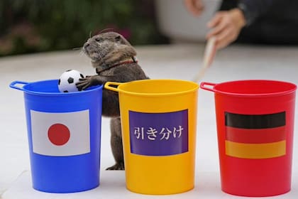 La nutria de un acuario en Tokio predijo que la selección de Japón vencería a la de Alemania en su debut en el Mundial