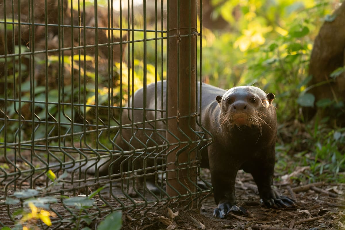 La nutria gigante se extinguió en Corrientes a mediados del siglo XX, principalmente por alteraciones en su hábitat y por la caza furtiva