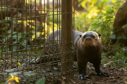 La nutria gigante se extinguió en Corrientes a mediados del siglo XX, principalmente por alteraciones en su hábitat y por la caza furtiva