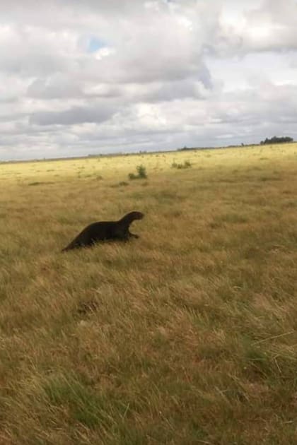 La nutria gigante Teuco fue vista corriendo en la zona de Villa Boch, cerca de San Clemente del Tuyú