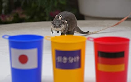 La nutria "Taiyo" predijo la victoria japonesa sobre Alemania en Qatar 2022