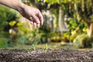 La nutrición cobra importancia en el rendimiento de los cultivos
