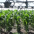 Las claves que recomiendan los expertos para ajustar la fertilización y evitar pérdidas de nitrógeno