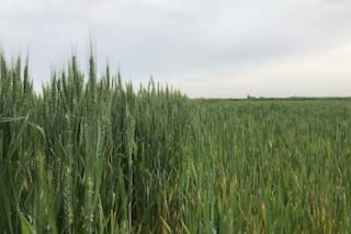 Trigo: cuándo y cómo aplicar el nitrógeno