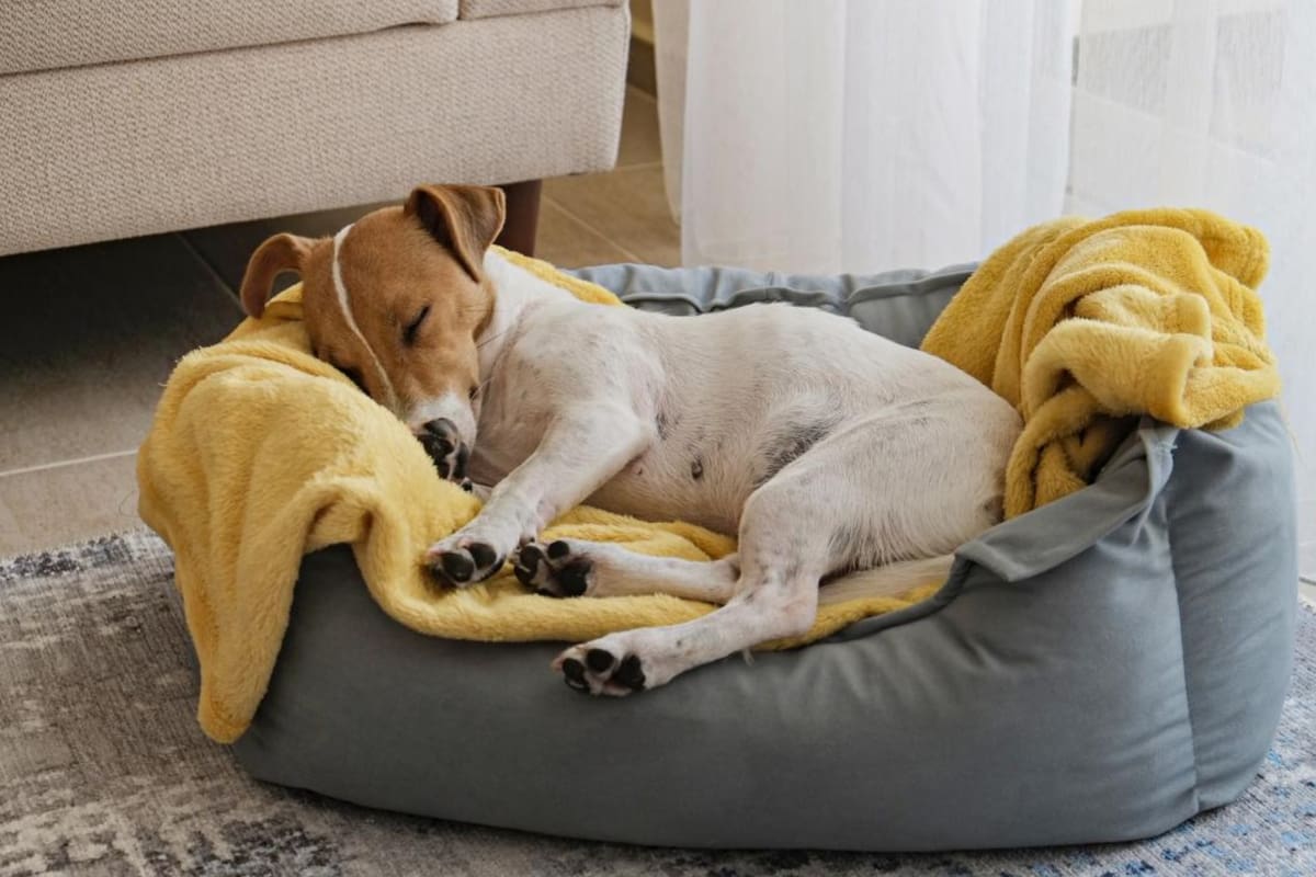 La obesidad y el hocico achatado inciden en el desarrollo de ronquidos en los perros (iStock)