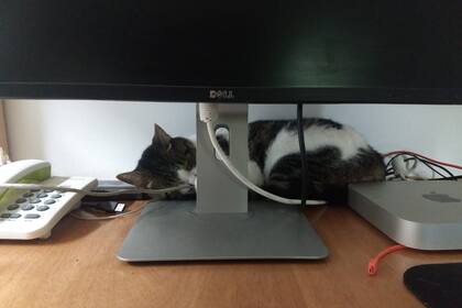 La obligada permanencia en el hogar puede resultar invasiva para los animales de compañía y generar reacciones indeseables; algunos consejos para evitar roce