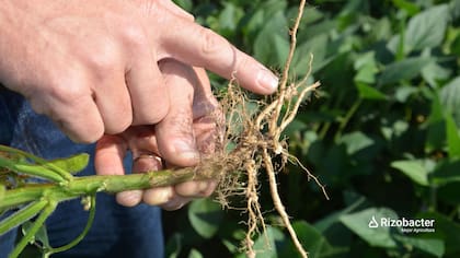 La observación de las raíces permite evaluar el desarrollo radicular y la nodulación, dos indicadores relevantes durante las primeras etapas del cultivo de soja.