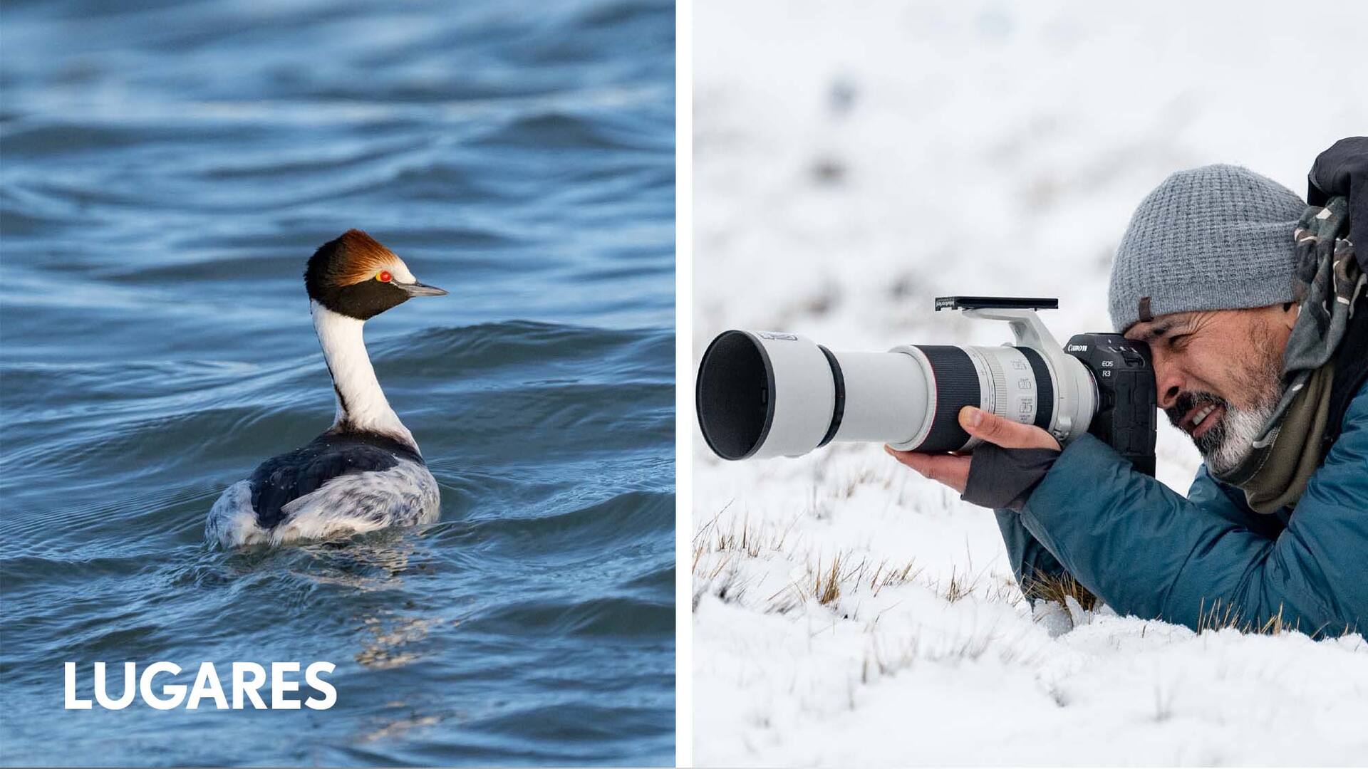 Macá tobiano en el estuario del río Santa Cruz, adonde migra en invierno.