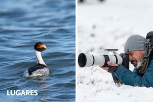 La observación de los macás tobianos en los estuarios del este de Santa Cruz se realiza en invierno.
