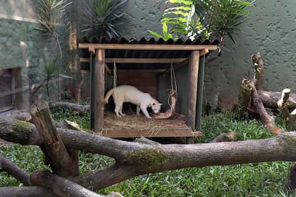 La ocelote vive en un refugio sin estructuras altas que la pongan en riesgo y con iluminación graduada