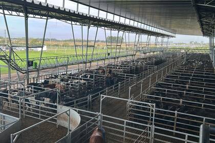 La oferta abundante de hoy, no llego a cubrir las necesidades de compra de los operadores del abasto y la industria local de la semana, considerando la rueda menos de actividad en la semana por el feriado de Semana Santa