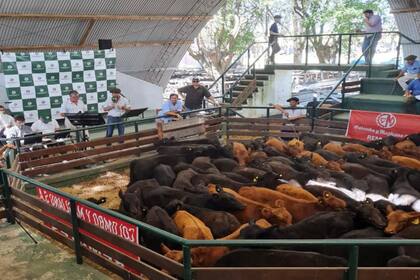 La oferta de 10.000 cabezas tuvo muy buenos precios