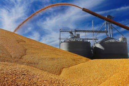 La oferta de maíz es muy abundante por la actual entrada en el circuito comercial de la cosecha récord de Brasil