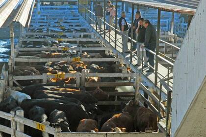 La oferta fue escasa en el mercado