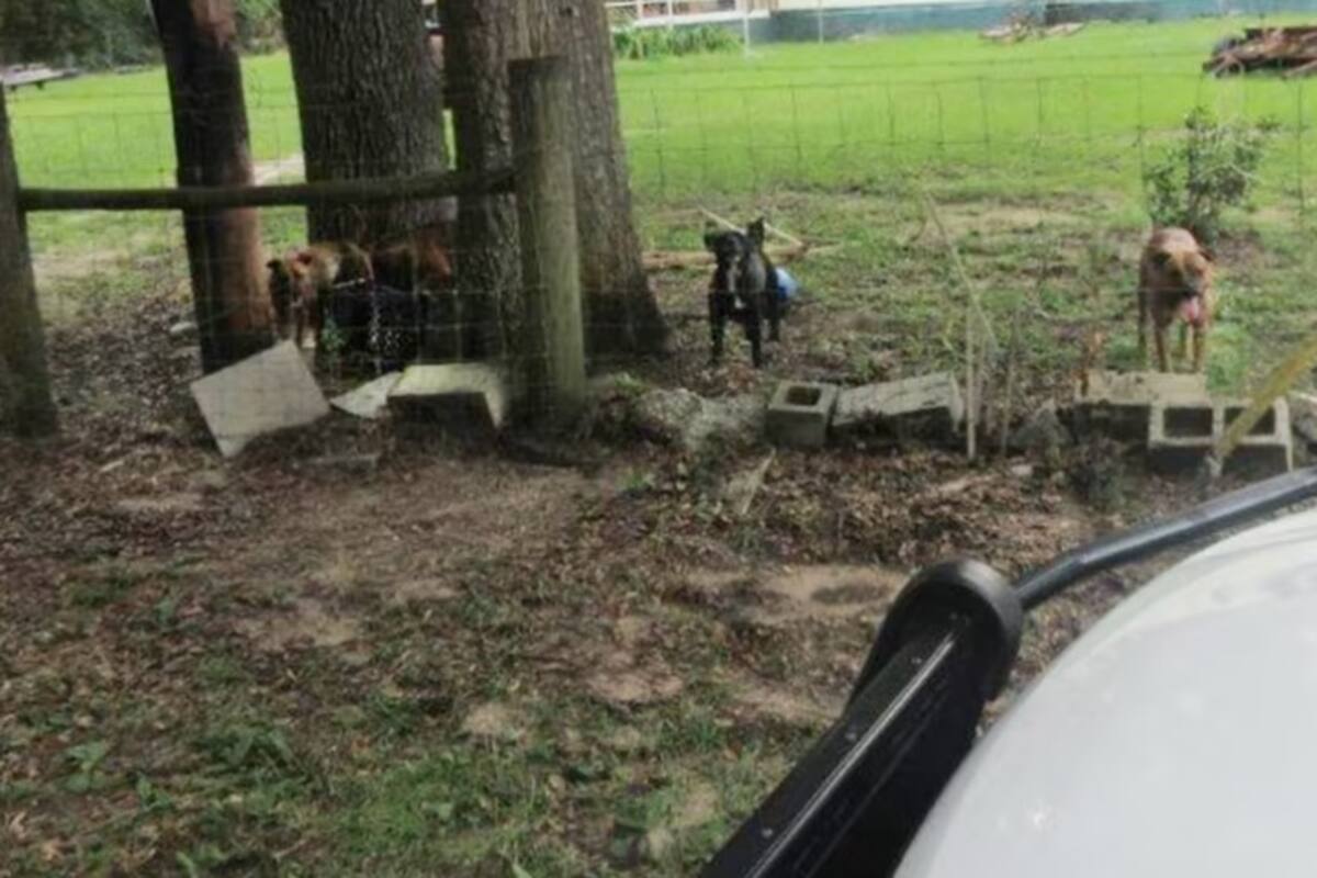 La Oficina del Sheriff de Putnam difundió una foto de los perros que atacaron a la mujer
