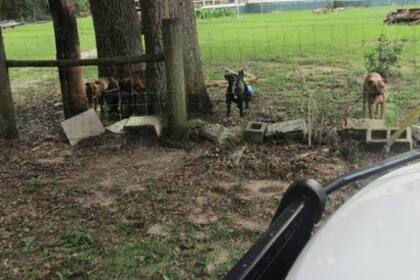 La Oficina del Sheriff de Putnam difundió una foto de los perros que atacaron a la mujer