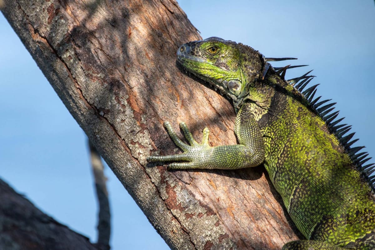 La ola de frío de febrero provocó que la población de iguanas en Florida se viera afectada tras congelarse y luego descomponerse