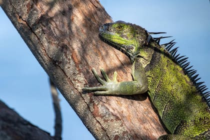 La ola de frío de febrero provocó que la población de iguanas en Florida se viera afectada tras congelarse y luego descomponerse