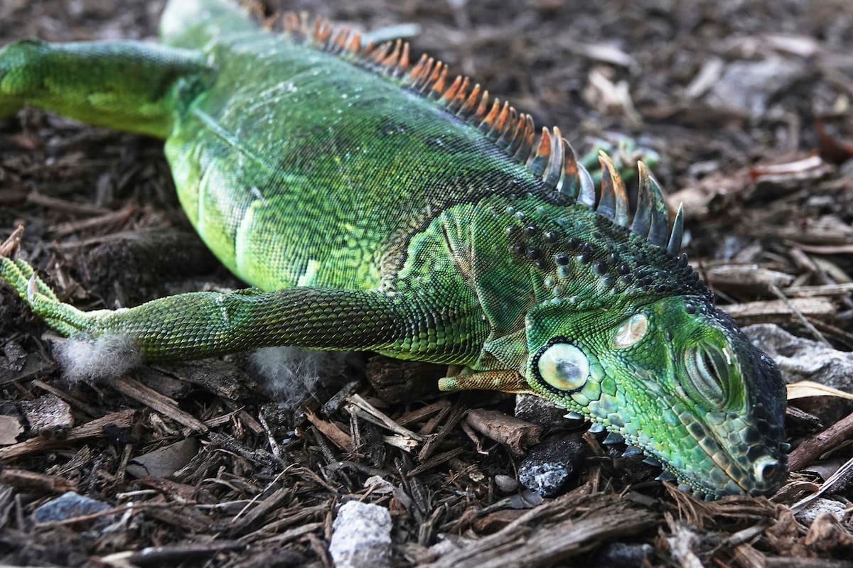 La ola de frío en Florida provocó que muchas iguanas cayeran de los árboles